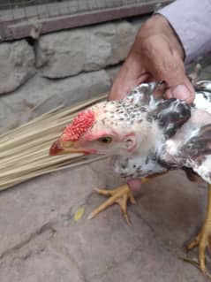 Aseel  For sale
