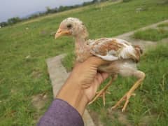 aseel chick for sale