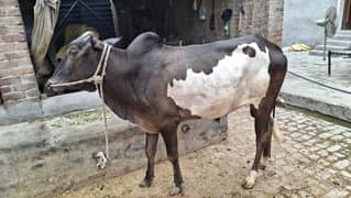 Bull | cow | Bachra | Katta | vacha