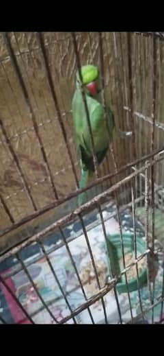 ring neck male hae