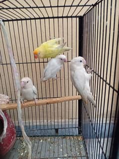 love birds