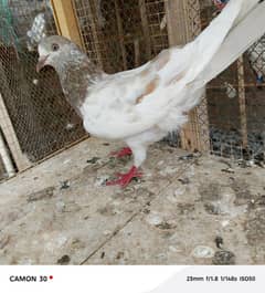 Laakhi female for sale