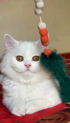 white pershion