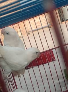 Albino Black eyes breeder 2 pair with pathay available