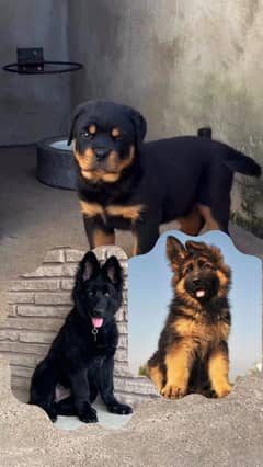 Rottweiler /German Shepherd Pupies