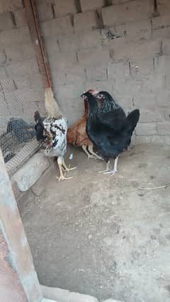 Aik