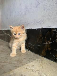Male triple coated persian kittens