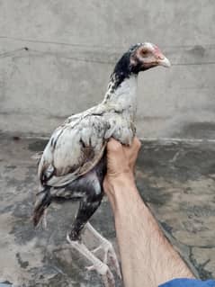 Heera