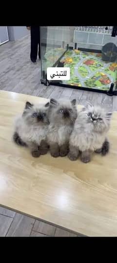 Persian cat for sale Mel aur female my WhatsApp 0370=36=50=874