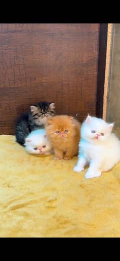 Persian cat for sale Mel aur female my WhatsApp 0370=36=50=874