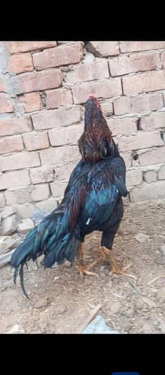 Hirra murga for sale