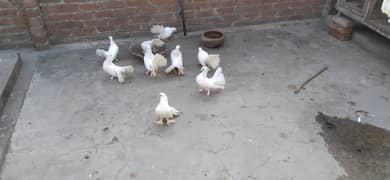 laky kabooter for sale pure white colour per piece 800
