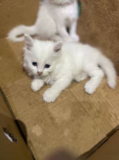 Persian cat