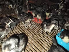 Austrolrp chiks pure breed