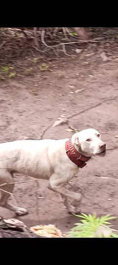 dog for sale in murree