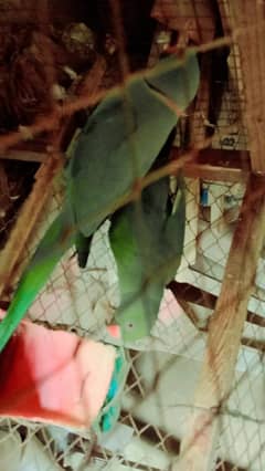 rigneck parrot