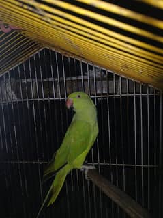 1-Year Hand-Tame Female Ringneck Parrot For Sale