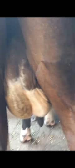 5 cow available