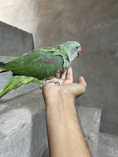 Raw parrot baby