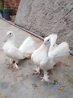 American lukky . good and beautiful pair