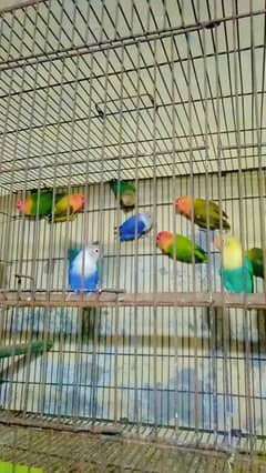 selling lovebirds  setup  total birds 40