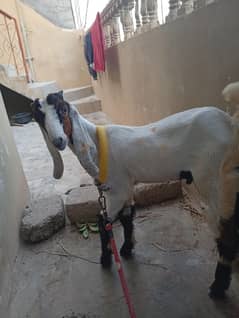 Bakra For Sale