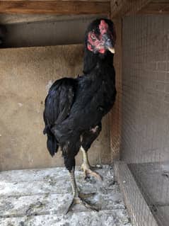 Aseel mushkii madii for sale