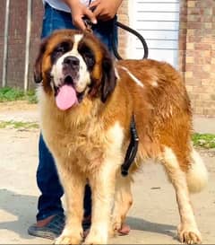 saint Bernard female