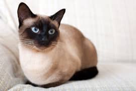 Siamese cat for adoption  03180979613 whatsapp