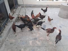 Aseel/ golden misri /pure desi / patha pathia for sale
