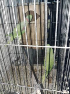 sale Bbolne  wala parrot 03107719110