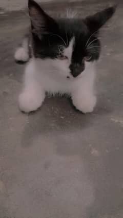 cat for sale