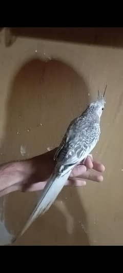 Hand tame cocktail contact number 03034006074