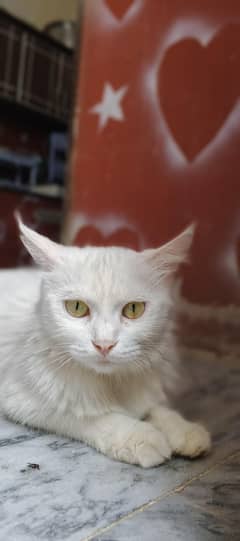 Persian