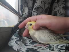 cocktaill female hand tame