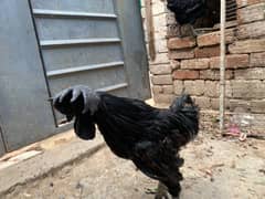 Ayam Cemani Pair + 1 Extra Nar Farokht Ke Liye – Rare All Black Breed