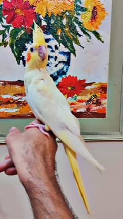 handtame cockatiel and cages