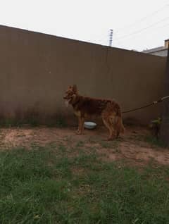 jerman pagyar dog male