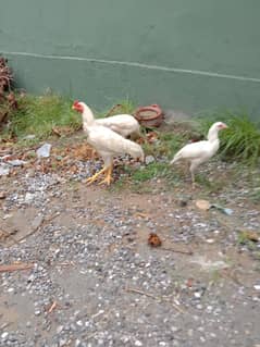 Heera Aseel trio