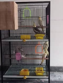 Cocktail parrots for sale