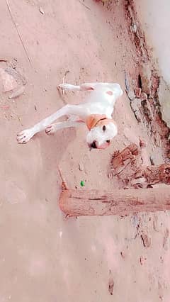 English pointer