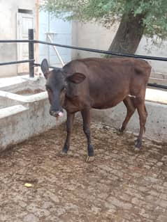 Pure jersey Friesian kheeri bachri