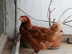 hen female ( lohman /misri )