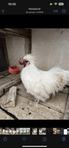 White breader silkie. Eggs laying <0.3. 0.2. 8.0. 4.9. 4.1. 9>