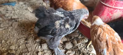 Black Buff Pair