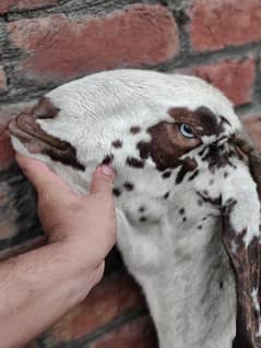 Desi bakri