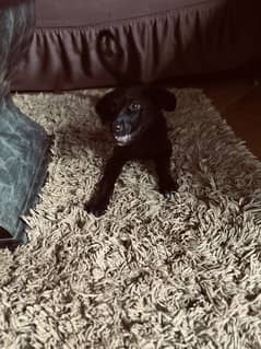 Full black puppy