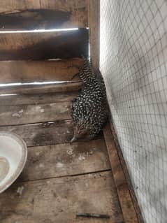asian koel