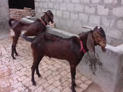 Special Goat  Offer