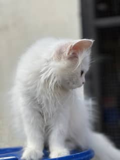 Persian